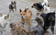 На 5 июня в Новокуйбышевске отловлено 148 безнадзорных животных за счет средств бюджета 2023 года.