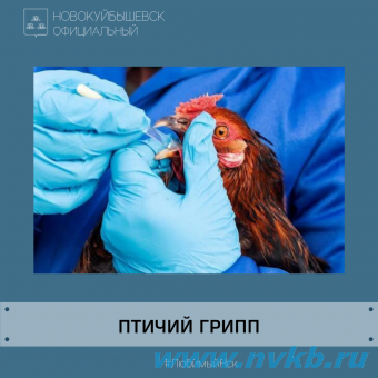 Птичий грипп в Самарской области! 