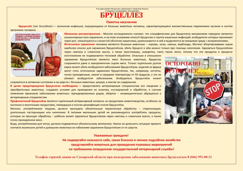 бруцеллез3.jpg